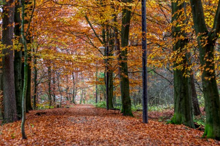 Orange Path. Foto: Joakim Berndes